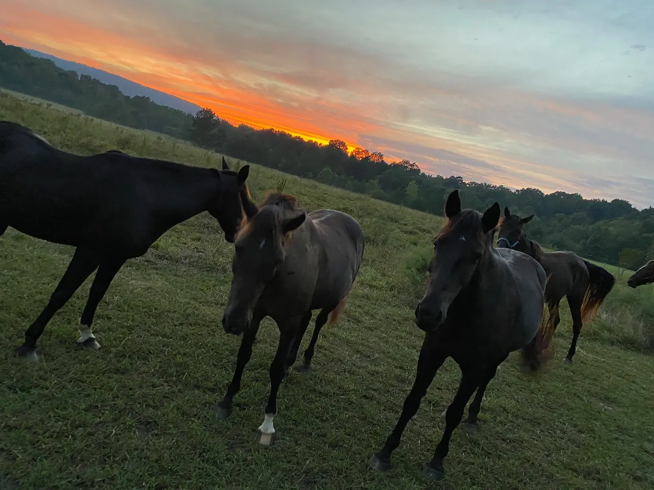Members of the ranch herd gathered in the pasture beneath a sunset sky